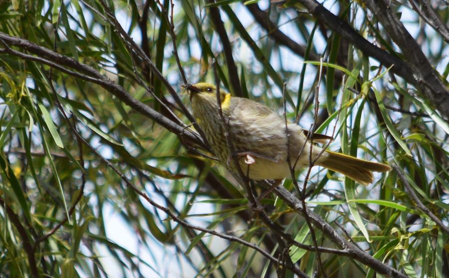 Honeyeater yellow plumed 00001.JPG